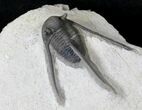 Well Prepared Cyphaspis Eberhardiei Trilobite - #19190-5
